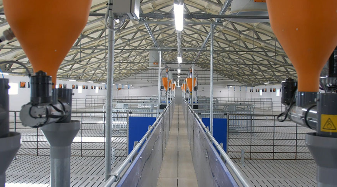 Sow management: Smart BigFarmNet technology connects the entire farm ...