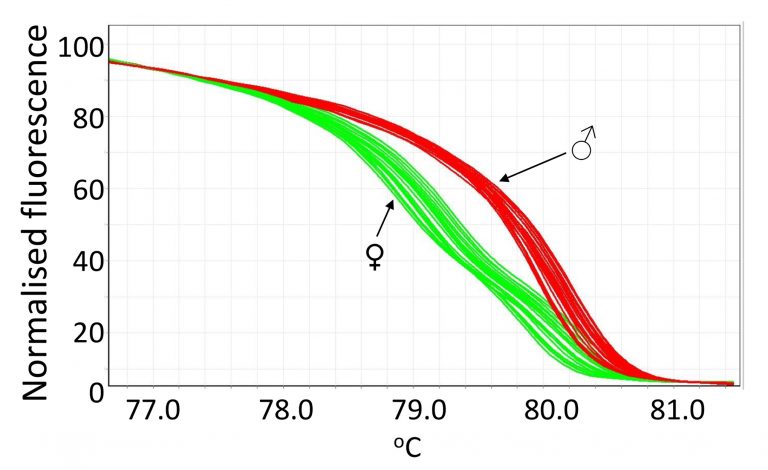 Normalized HRM curve to identify male and female birds from feather crude DNA