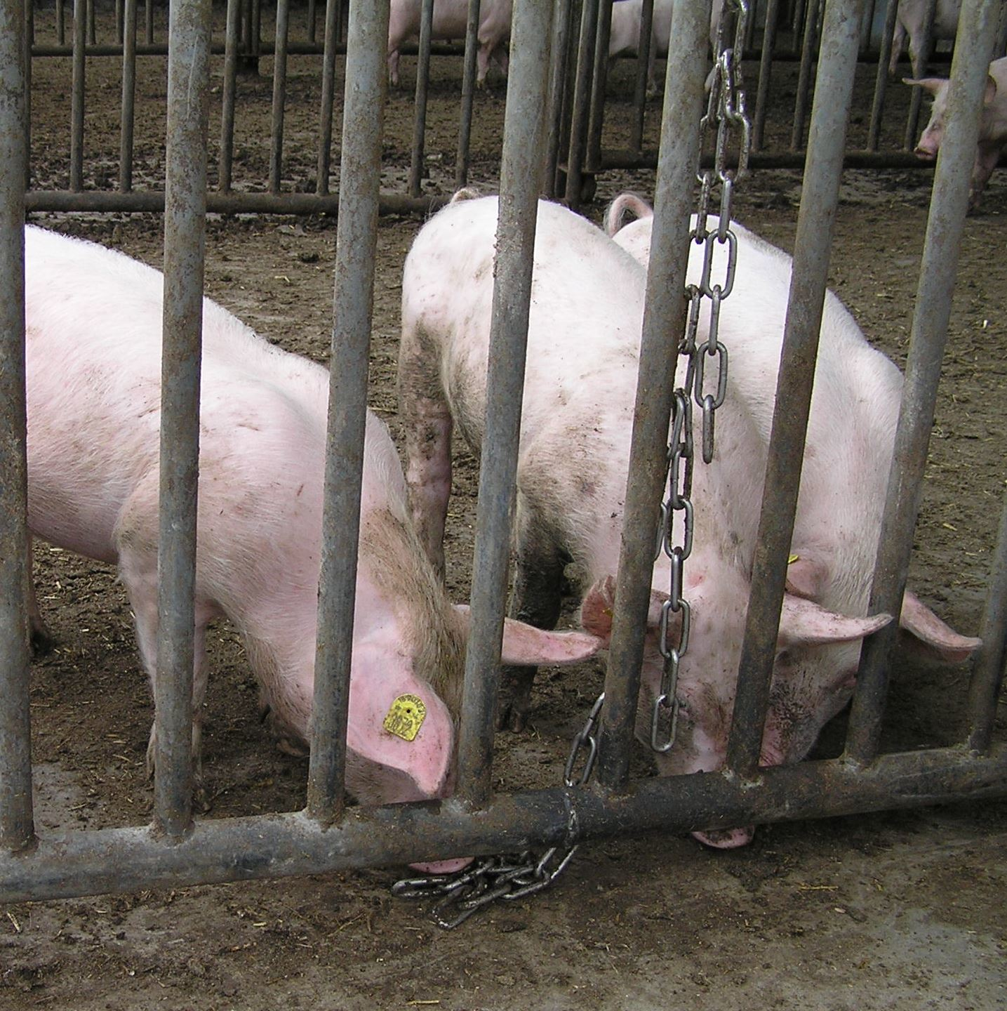 This is a chain reaching to floor level where the chain may be ‘rooted’ or manipulated while lying down, and to which two short pieces of chain have been attached such that ends of a chain are available at nose height to pigs of different sizes or age groups for manipulation while standing. Note, however, that this is a presumably inferior-type of c-chain, not a recommended stainless-steel anchor-chain