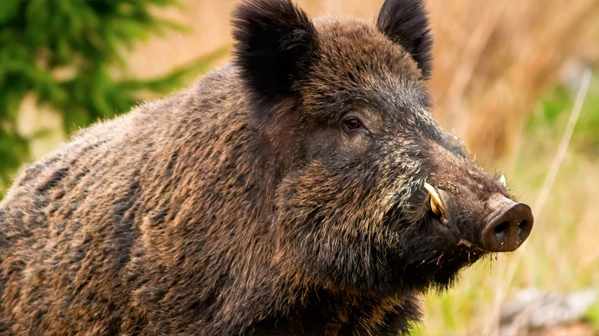 Wild boar associated with African swine fever surveillance