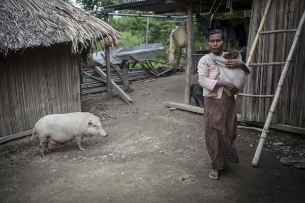Understanding the impacts of African swine fever will help to target investments to address the disease in Timor-Leste where pigs are an important cultural and economic asset for many smallholder farmers. Photo: ACIAR/Conor Ashleigh.