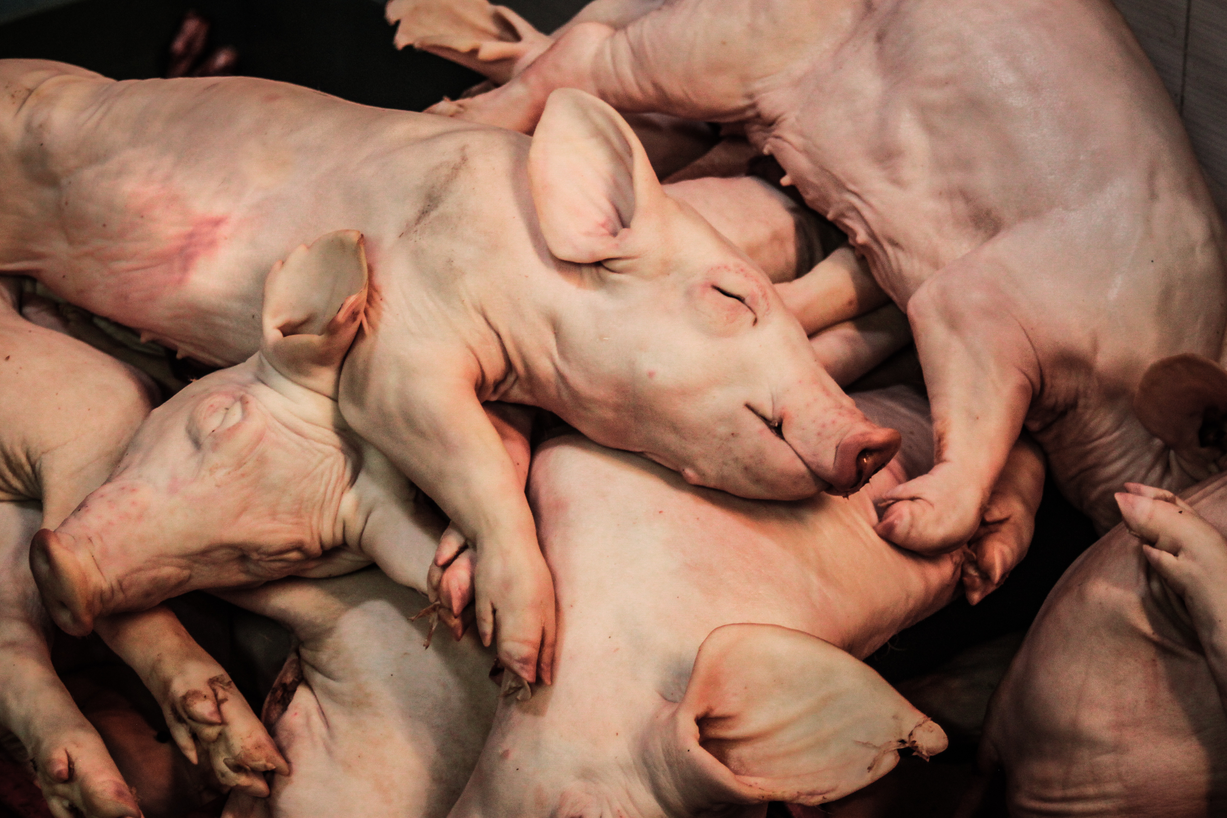 pile of dead piglets