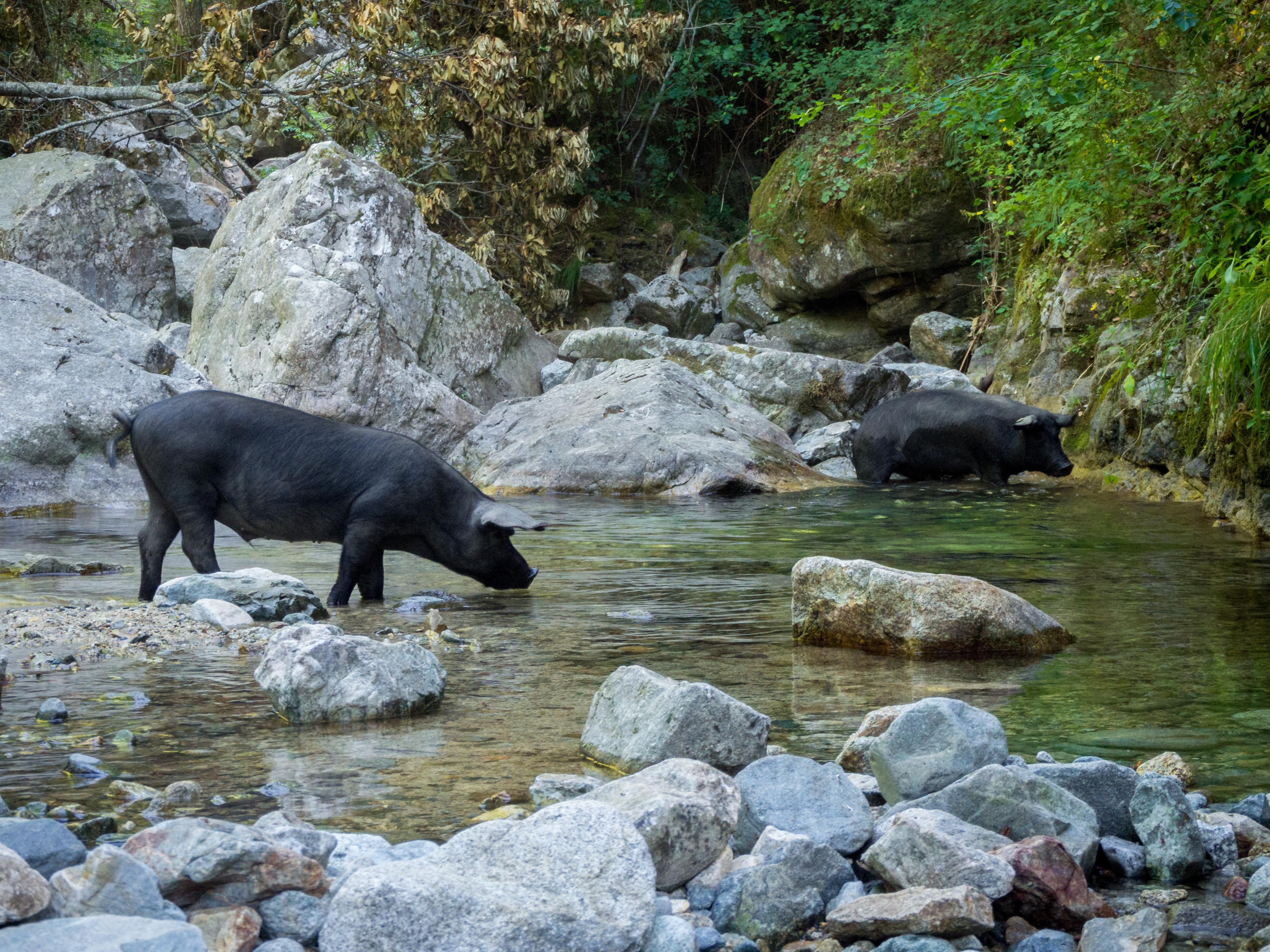 pigs foraging by a river