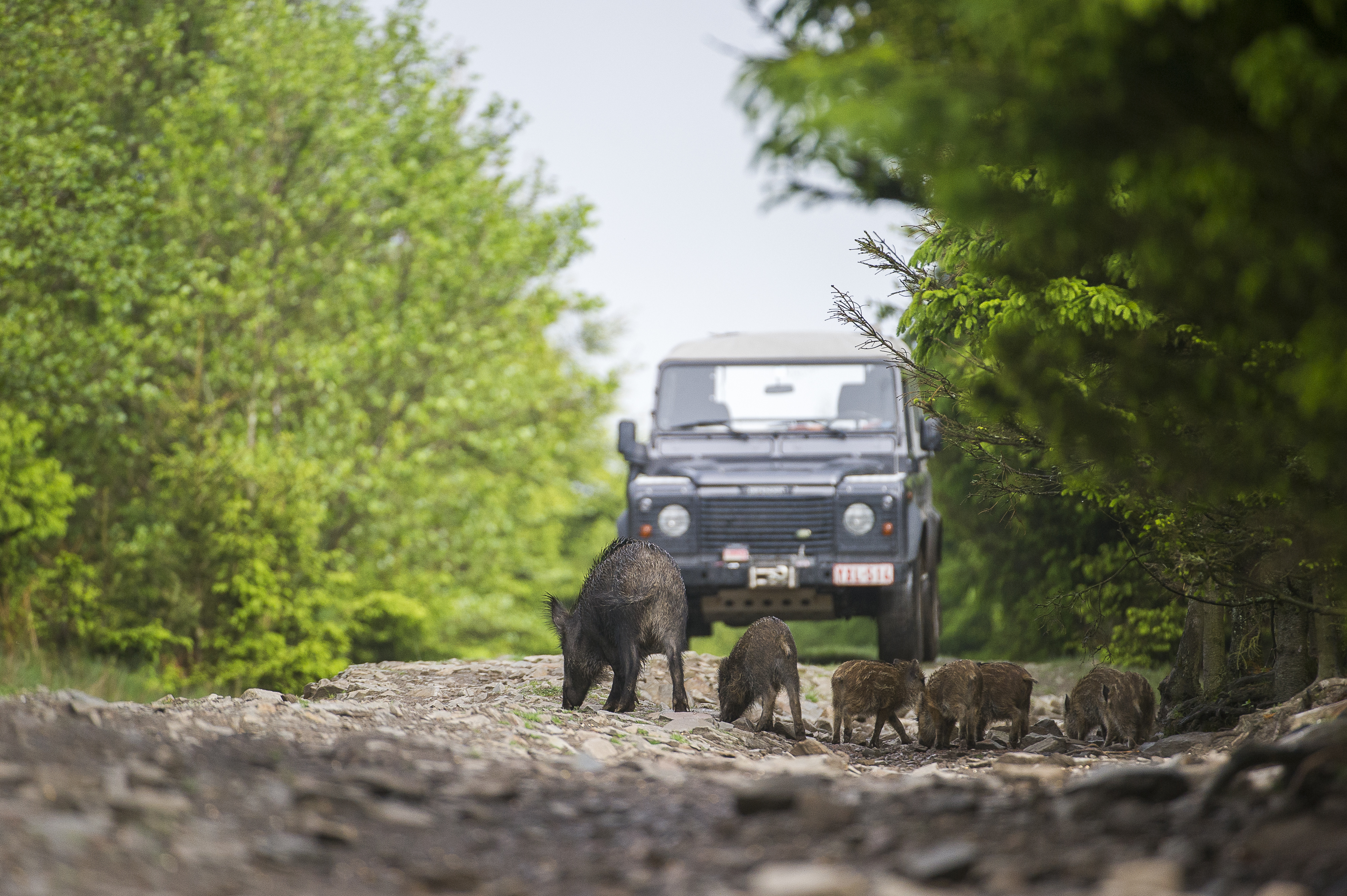wild boar cross a road in front of a car in a rural area