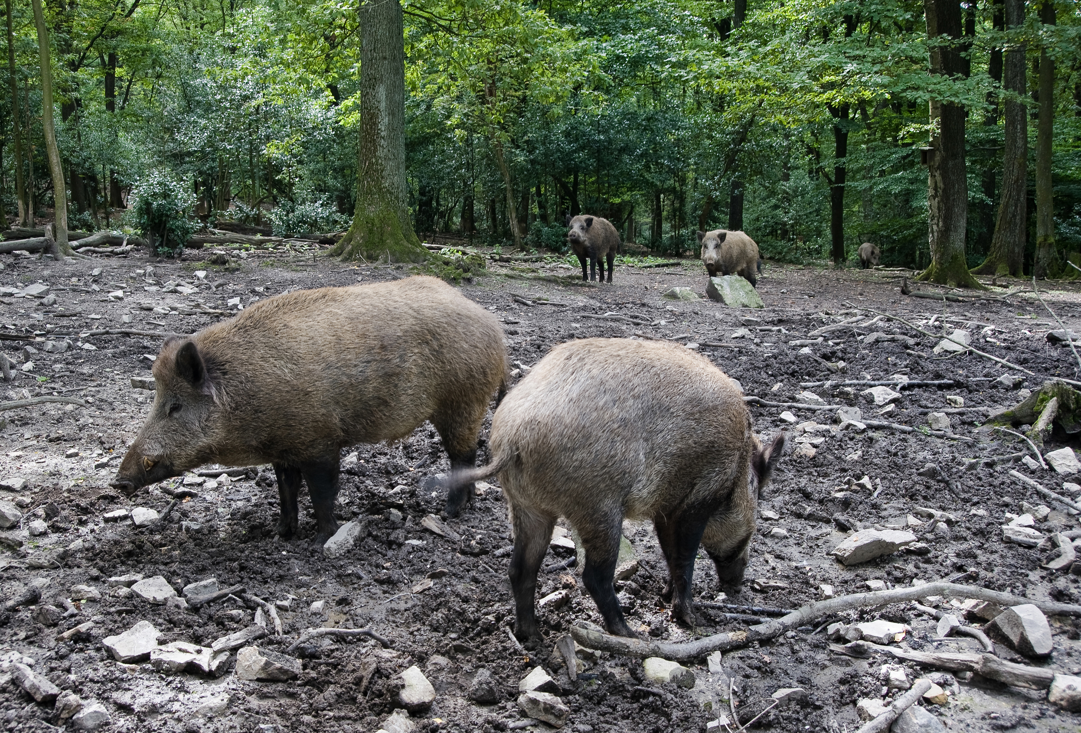 wild boar foraging in a forest