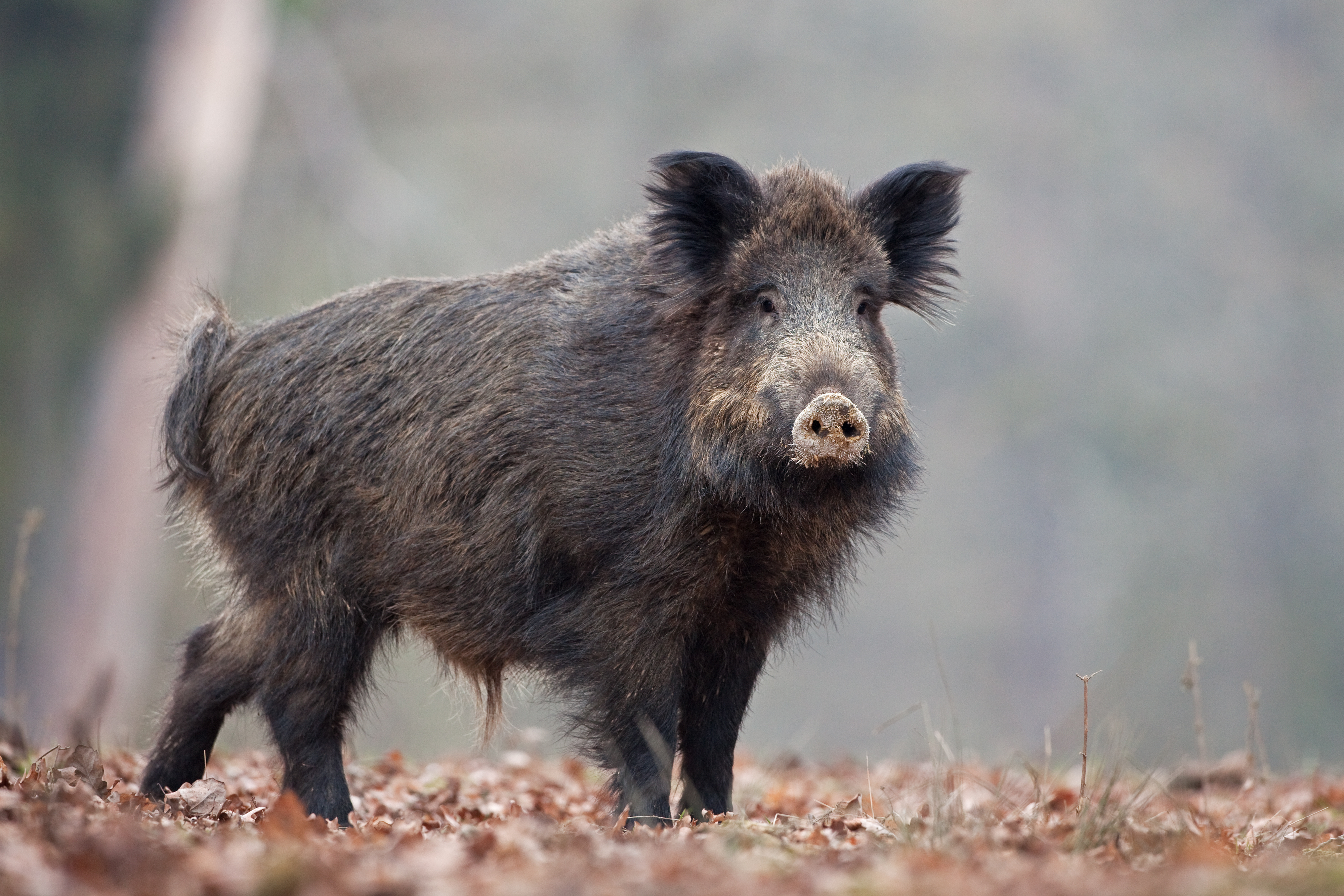 wild boar standing in leaves on a forest floor looks out towards the camera