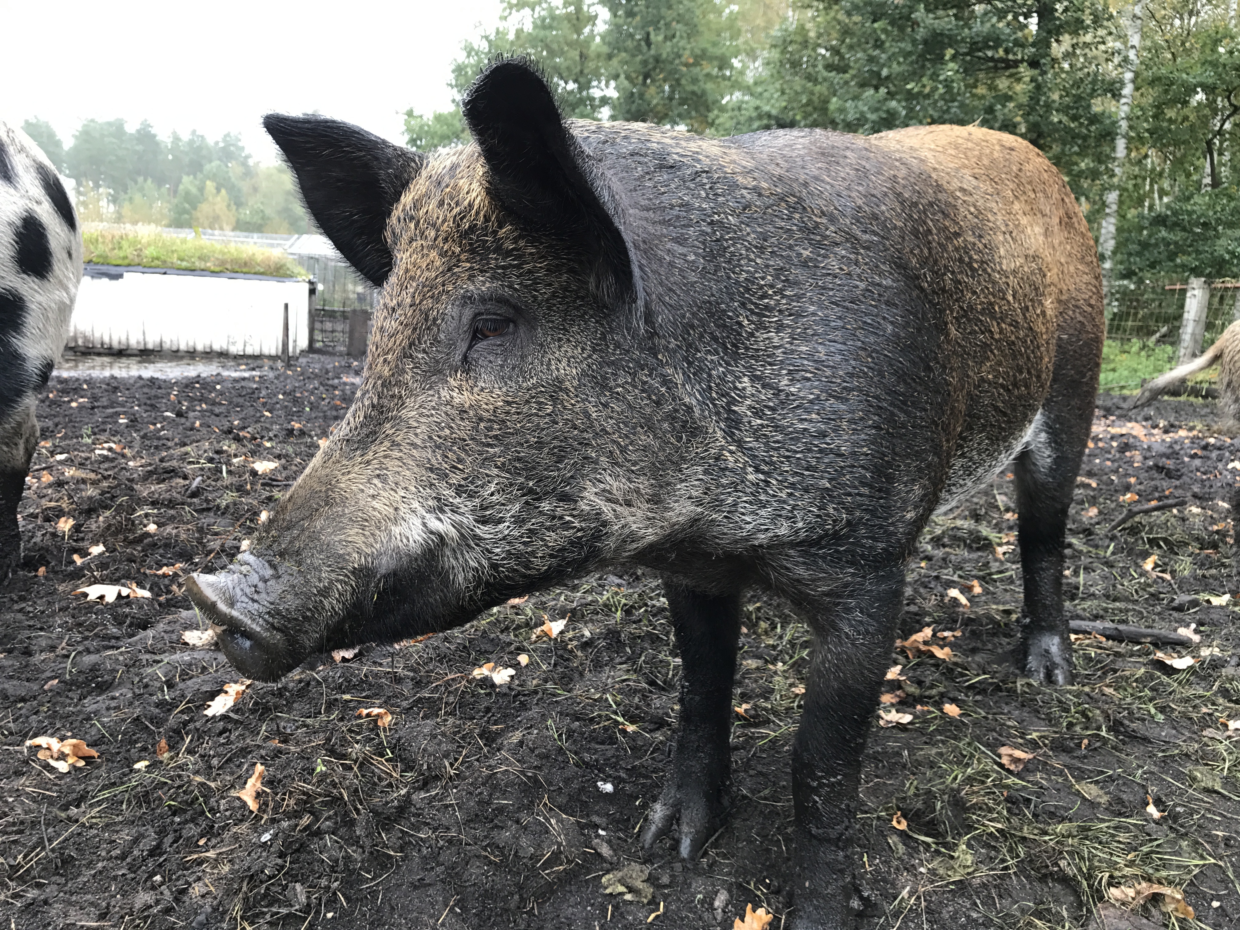 Over 100 outbreaks of African swine fever have been confirmed in China since last August