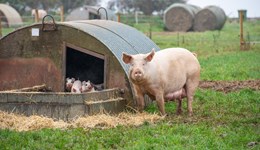 Outdoor farrowing