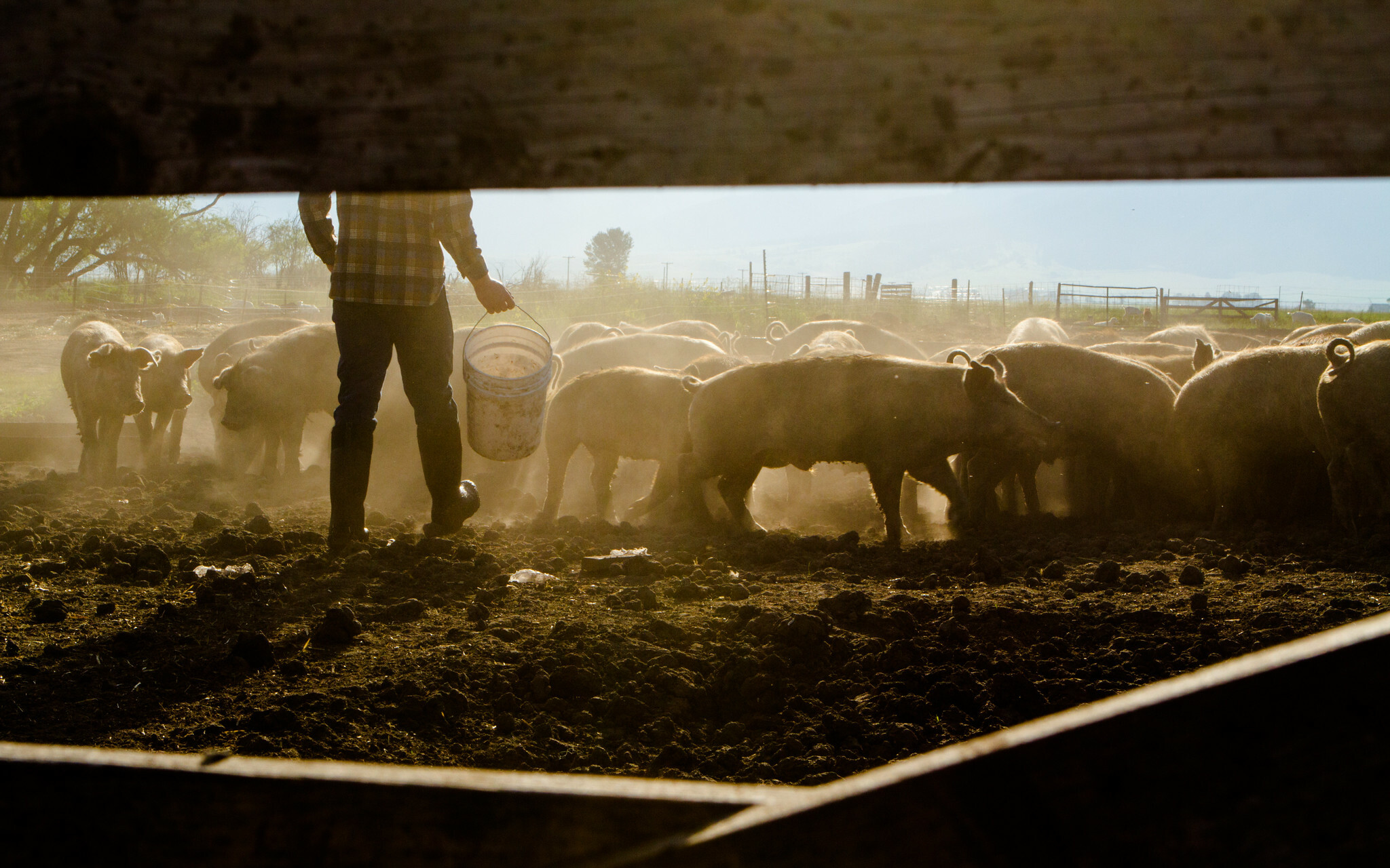 Leman: Occupational exposure among swine workers