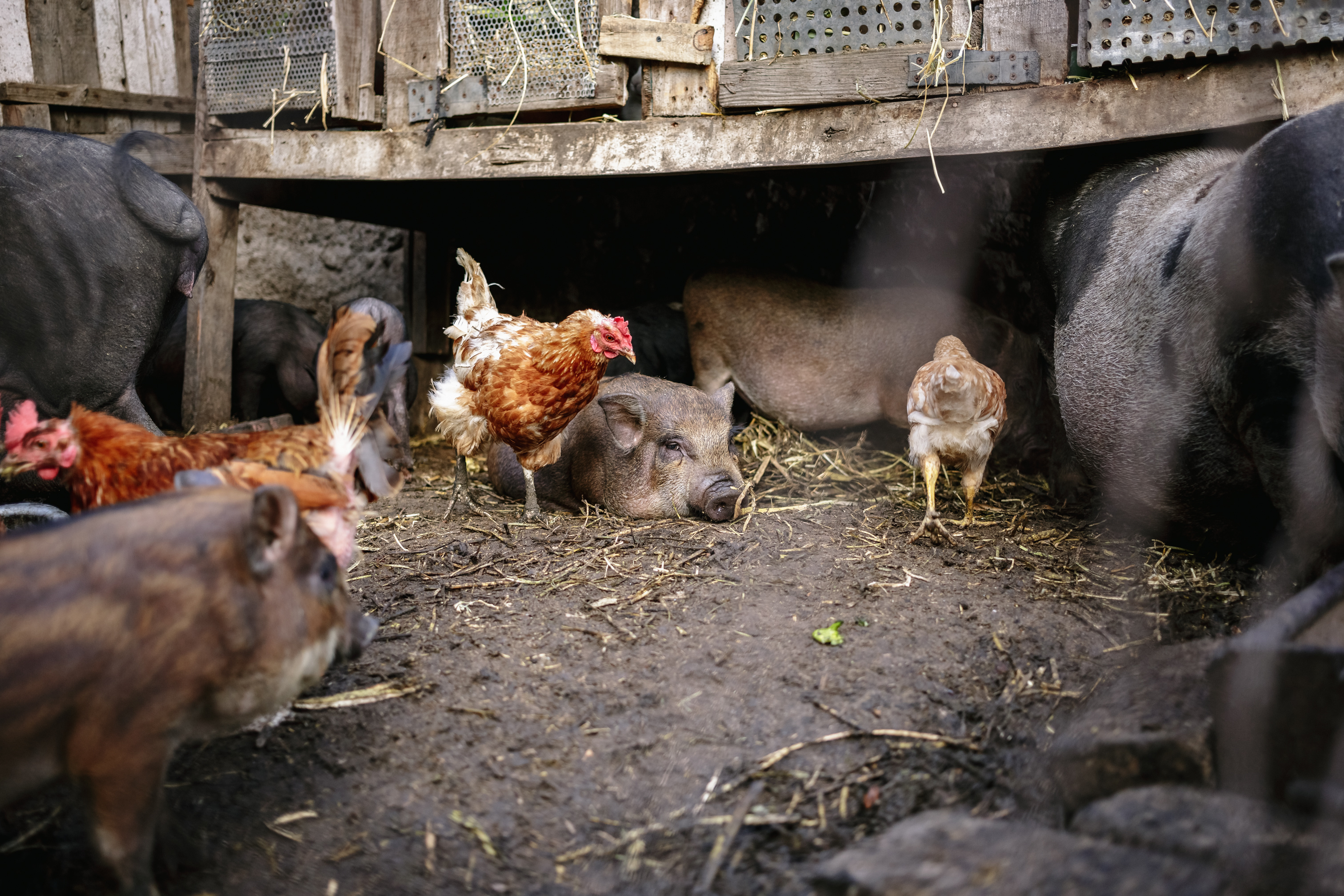 Vietnamese potbellied pigs and chickens in a small backyard pen