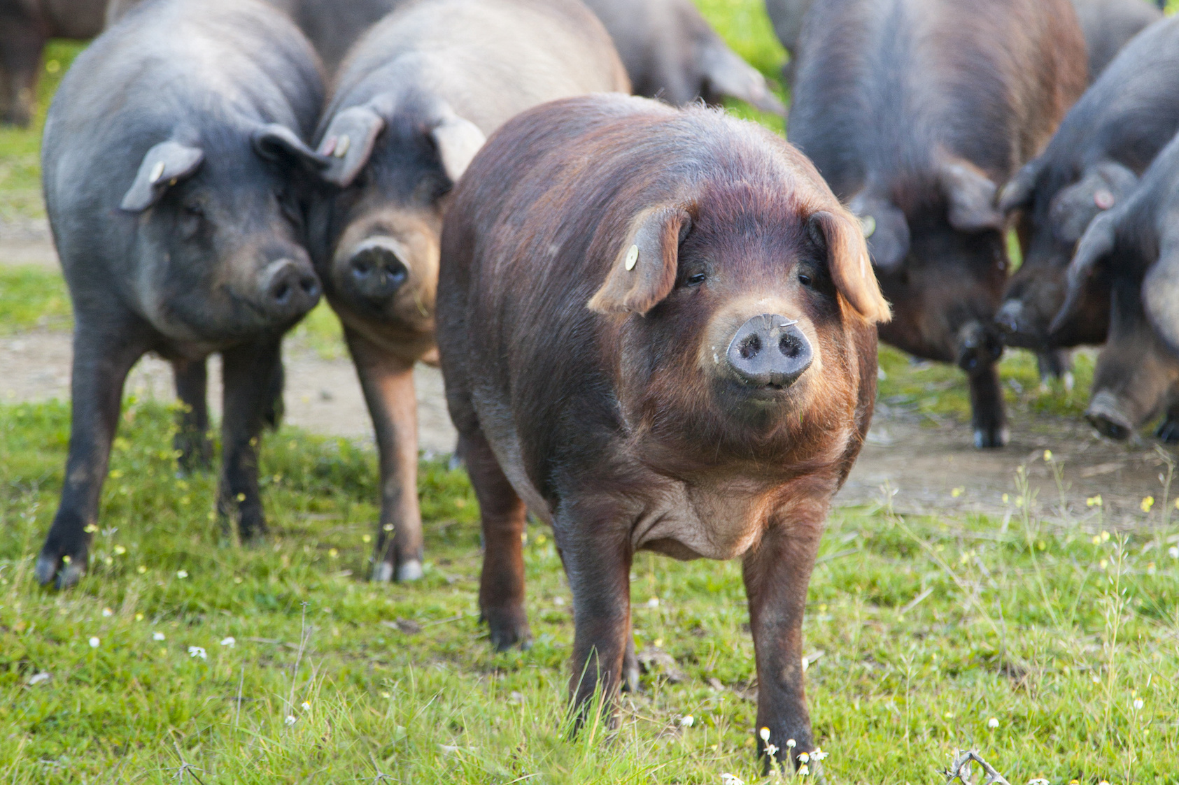 China expands access for Spanish pork amid tariff tiff
