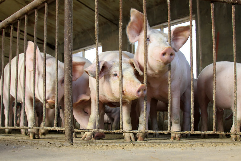 Hog futures edge higher as pork cutout climbs - CME