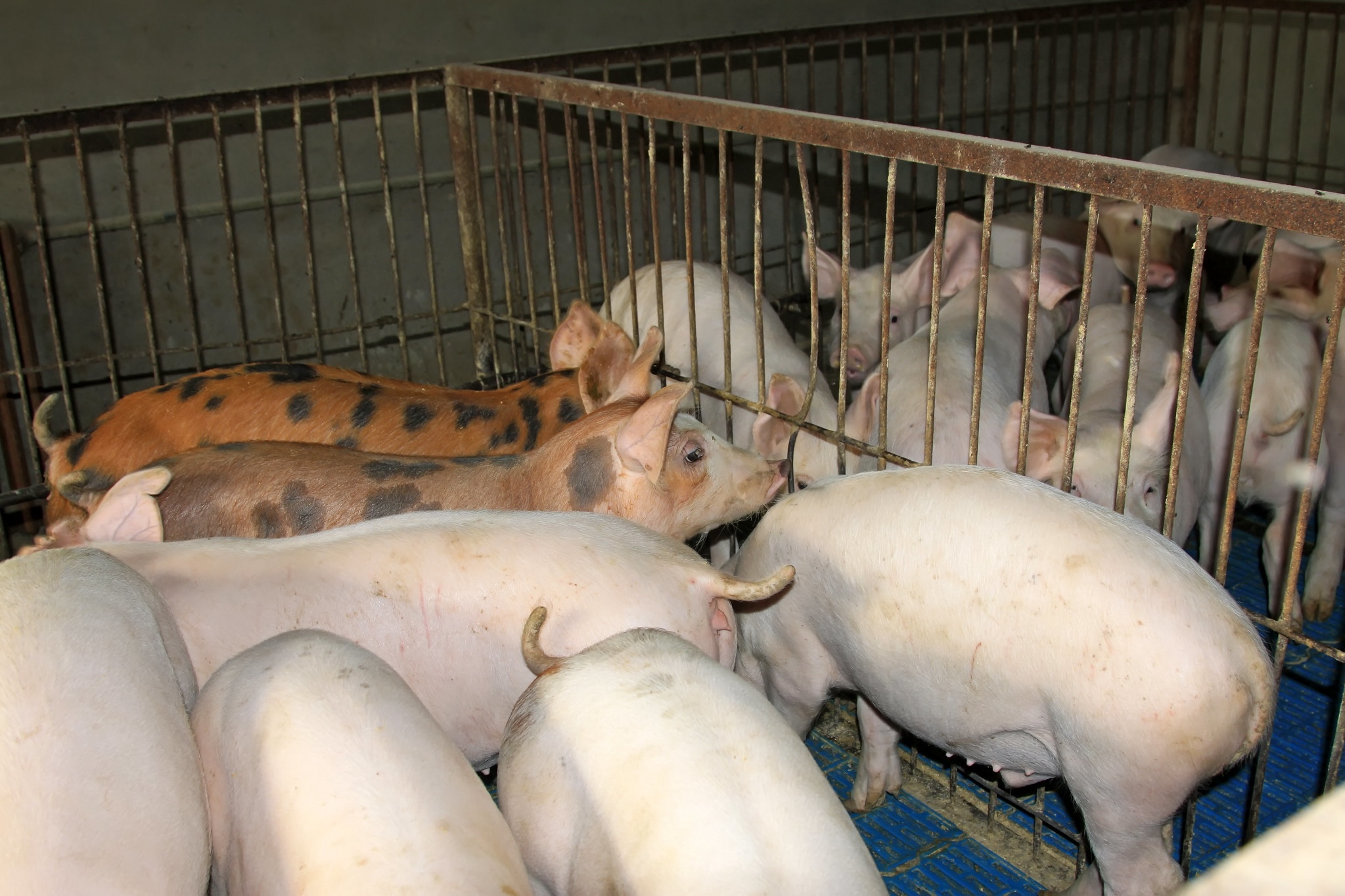 Brazil's live swine prices diverge by region in September