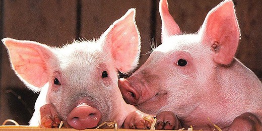 Photo courtesy of University of Illinois.