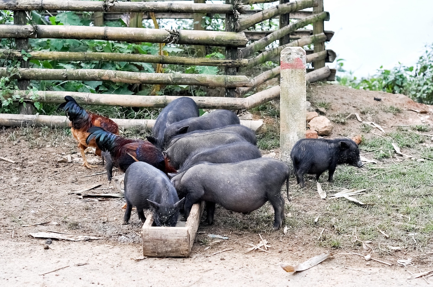 FMD serotype A returns to Vietnam after eight-year gap