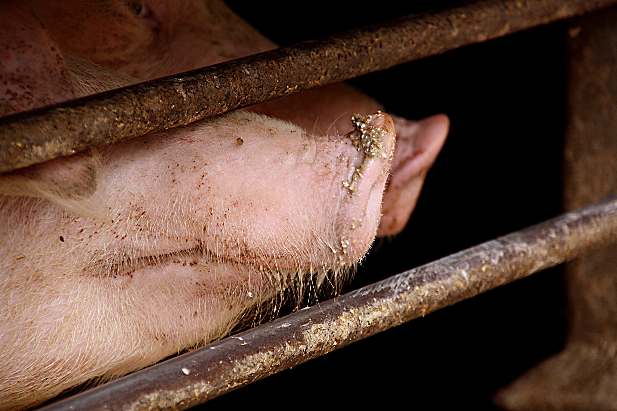 Mexico, domestic demand prop up US pork in 2026  - CoBank