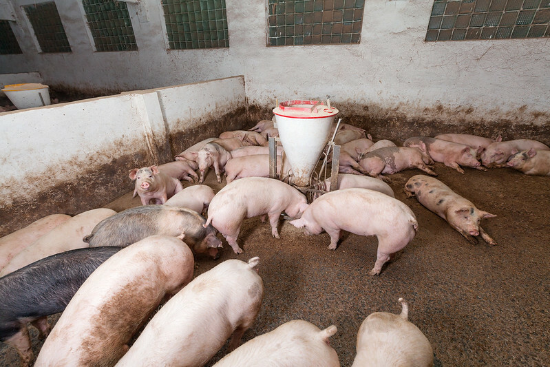 Brazilian pork prices set to rise as supply tightens and Lent ends