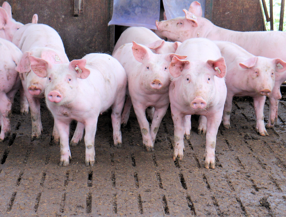 Texas A&M releases screwworm fact sheet for swine producers