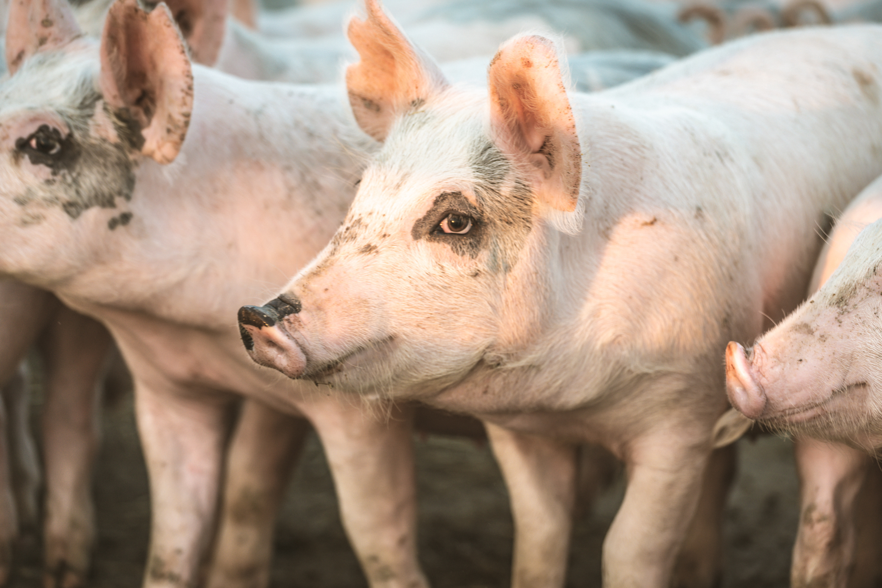 China's pork production rises 4.2%