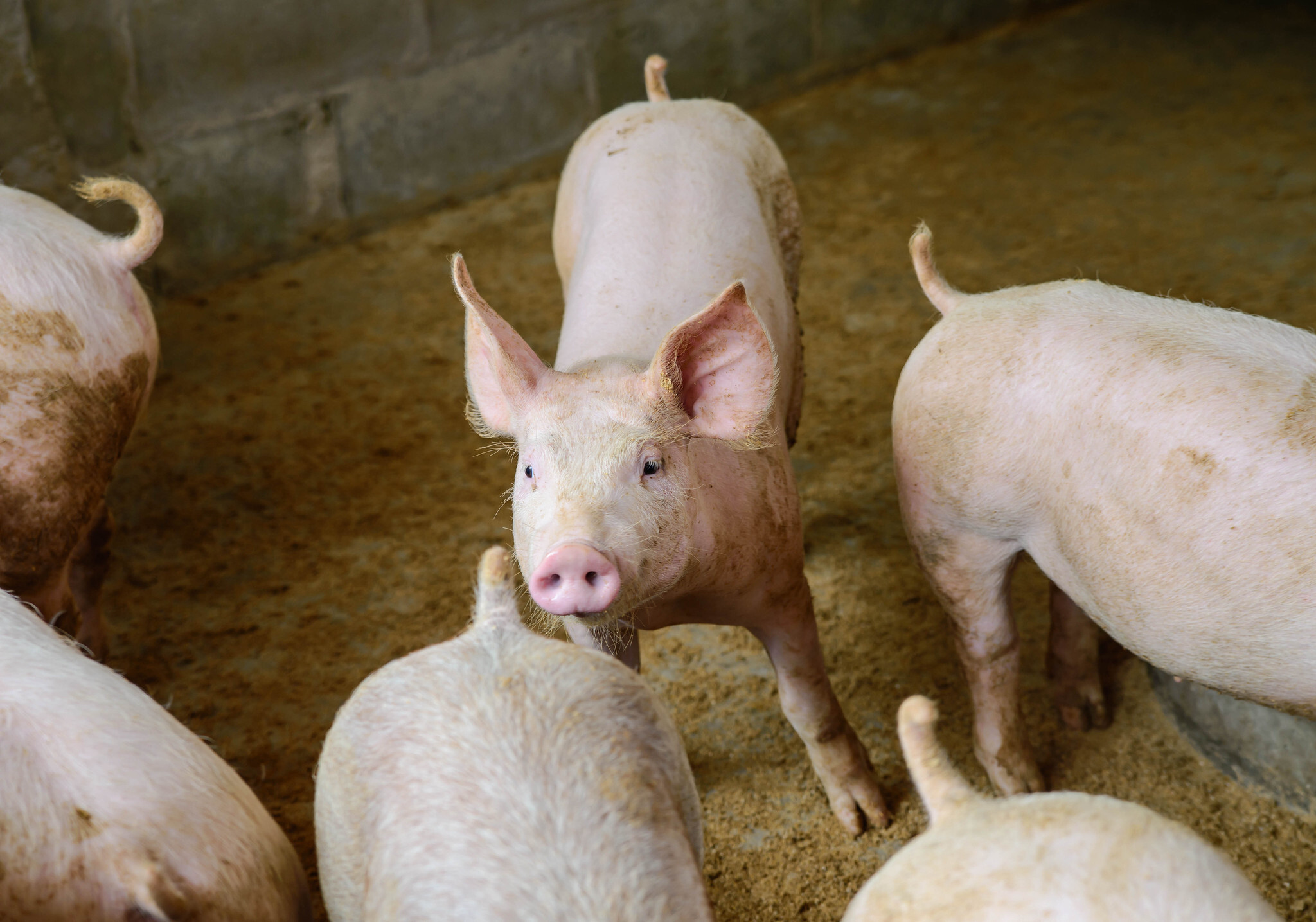 South Africa's pork production set to grow 2% in 2027