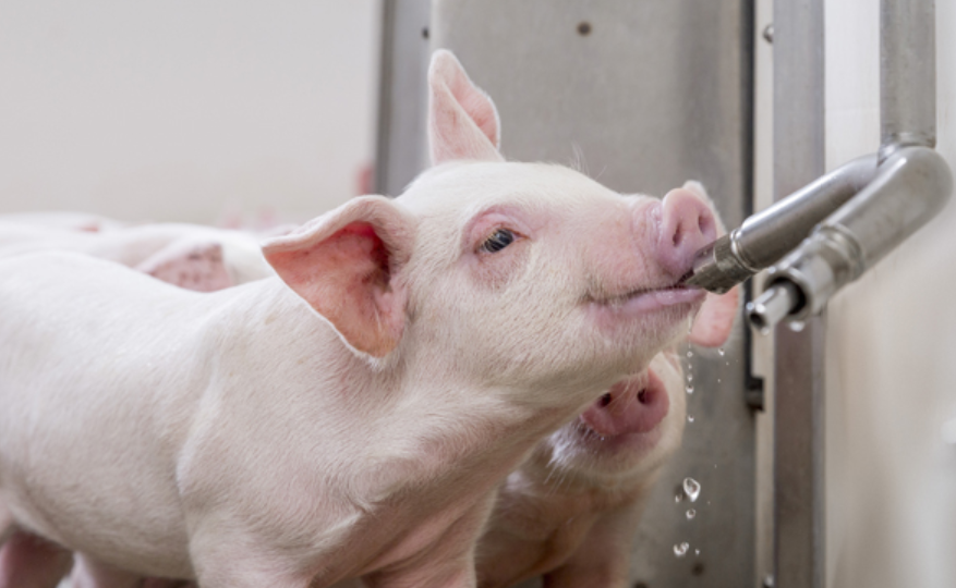 piglet drinking