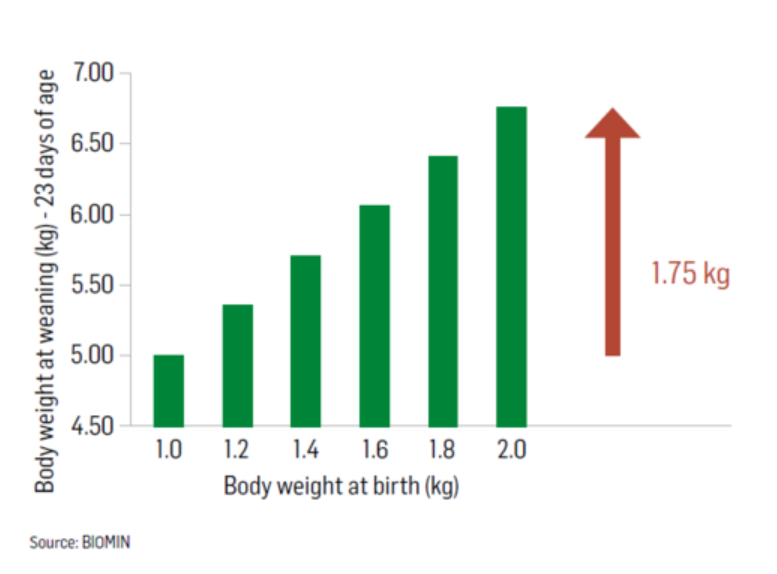 Figure 1 - Correlation between birth body weight and weight at weaning