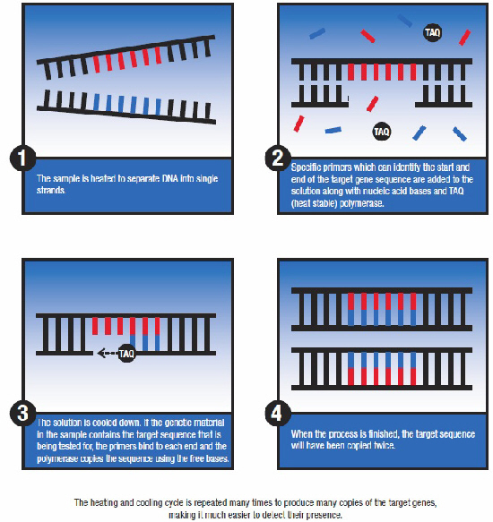 PCR: mode of action