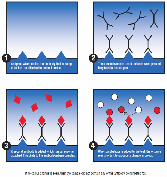 ELISA: mode of action