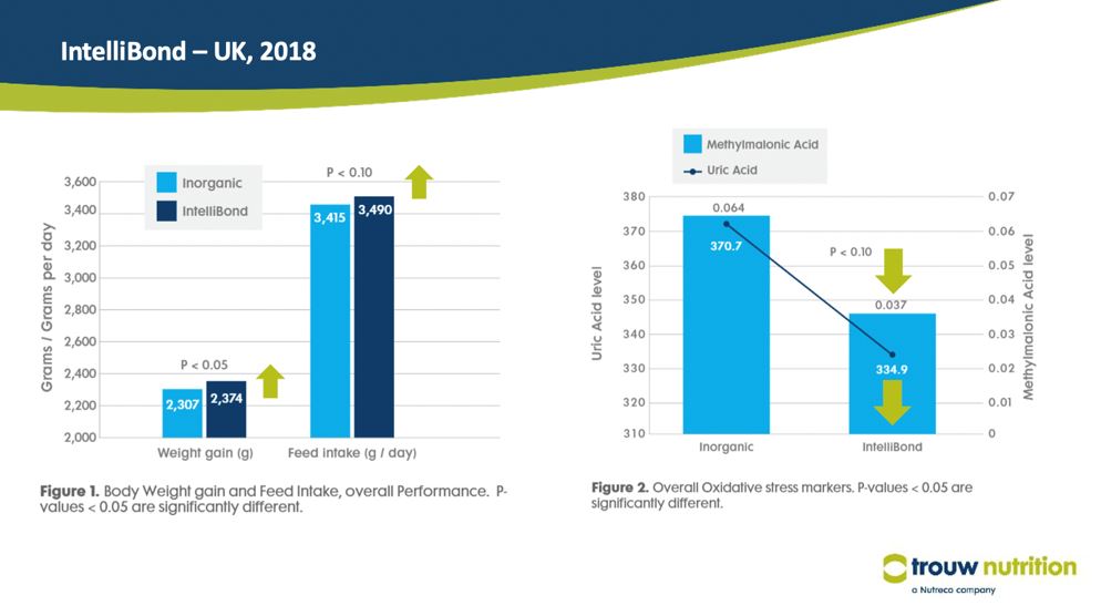 Comparing the use of IntelliBond minerals and inorganic trace minerals found that the more bioavailable supplement improved performance and reduced signs of oxidative stress.