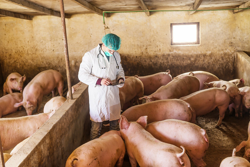 Penn Vet's Swine Center marks 25 years of research
