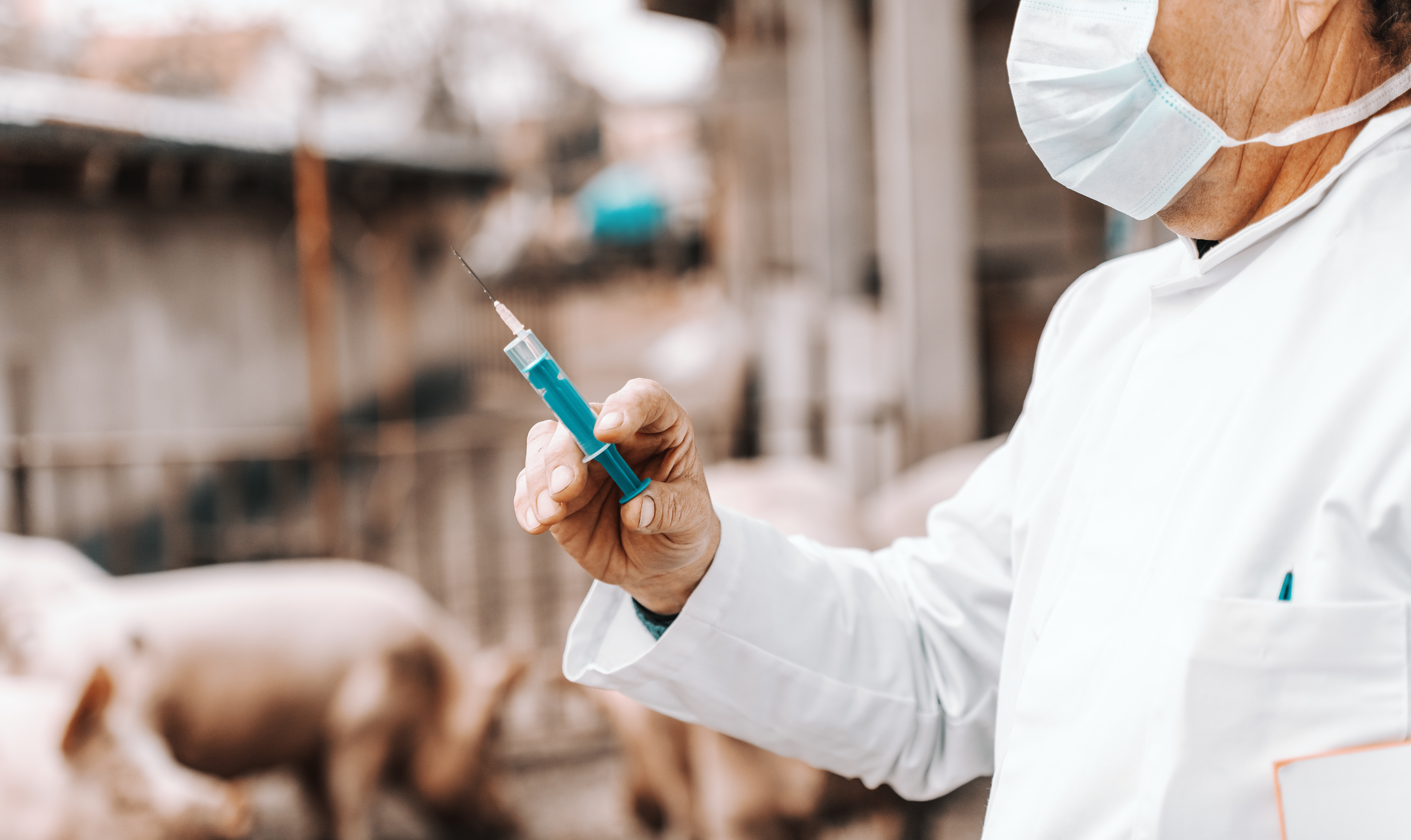 swine vet about to vaccinate pigs