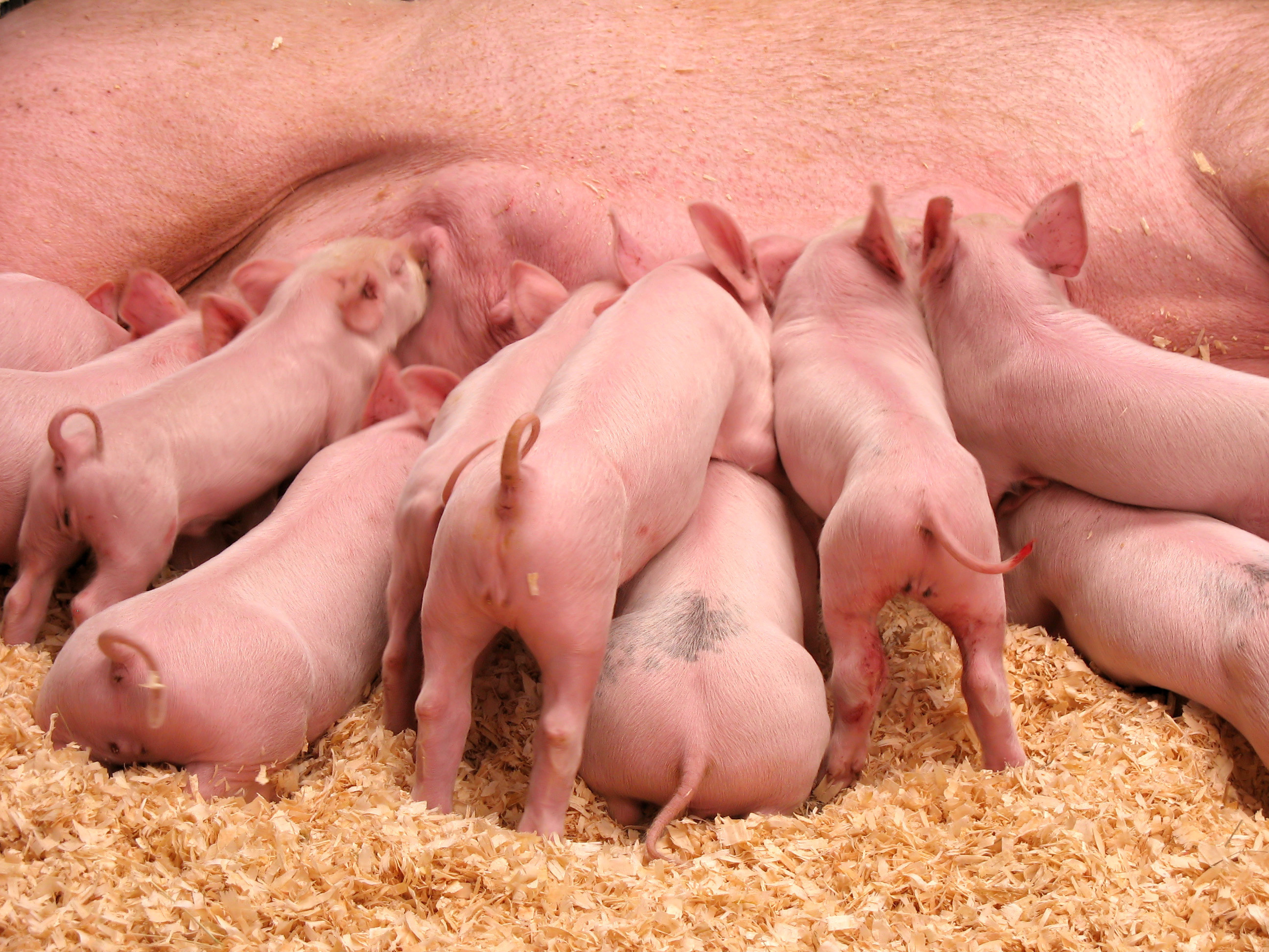 piglets suckling