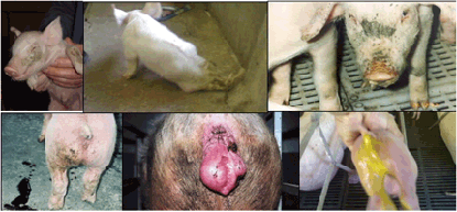 Biomin - Feed additives, premixes and services for healthy and profitable farm animals