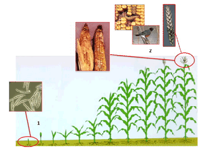 Biomin - Feed additives, premixes and services for healthy and profitable farm animals