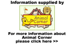 Animal Corner