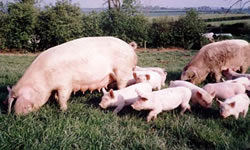 British Lop