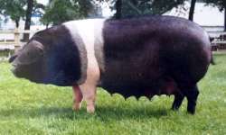 The British Saddleback