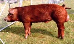 The Duroc