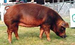 The Duroc