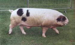 The Gloucestershire Old Spots