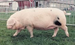 The Gloucestershire Old Spots