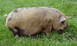 Kunekune