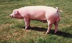The British Landrace