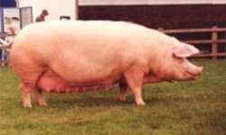 The British Landrace