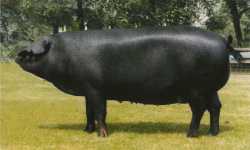 The Large Black