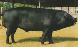 The Large Black