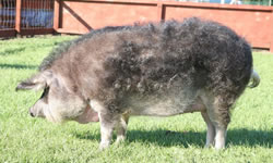 The Mangalitza