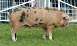 The Oxford Sandy & Black