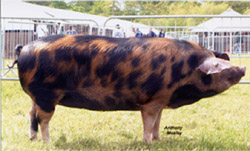 The Oxford Sandy & Black