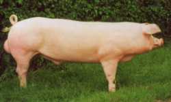 The Welsh Boar